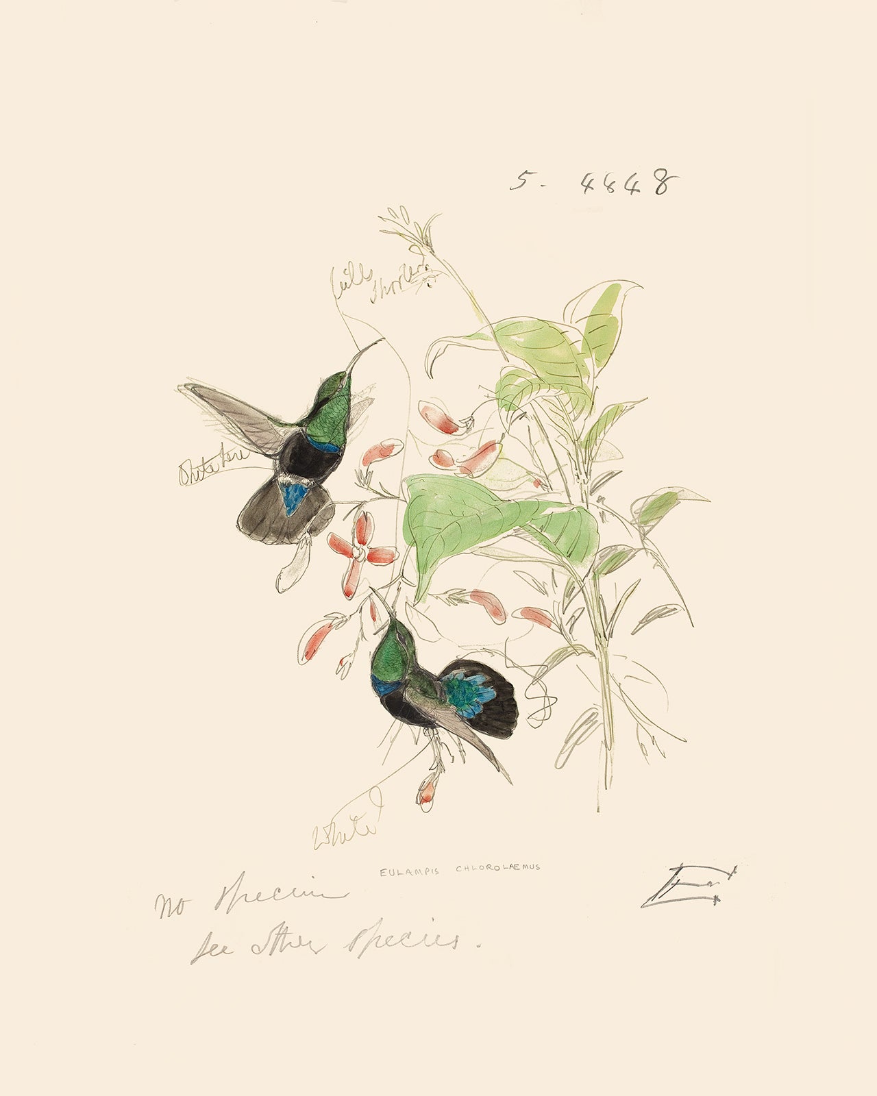 Watercolor Hummingbird Sketch Art Print #4