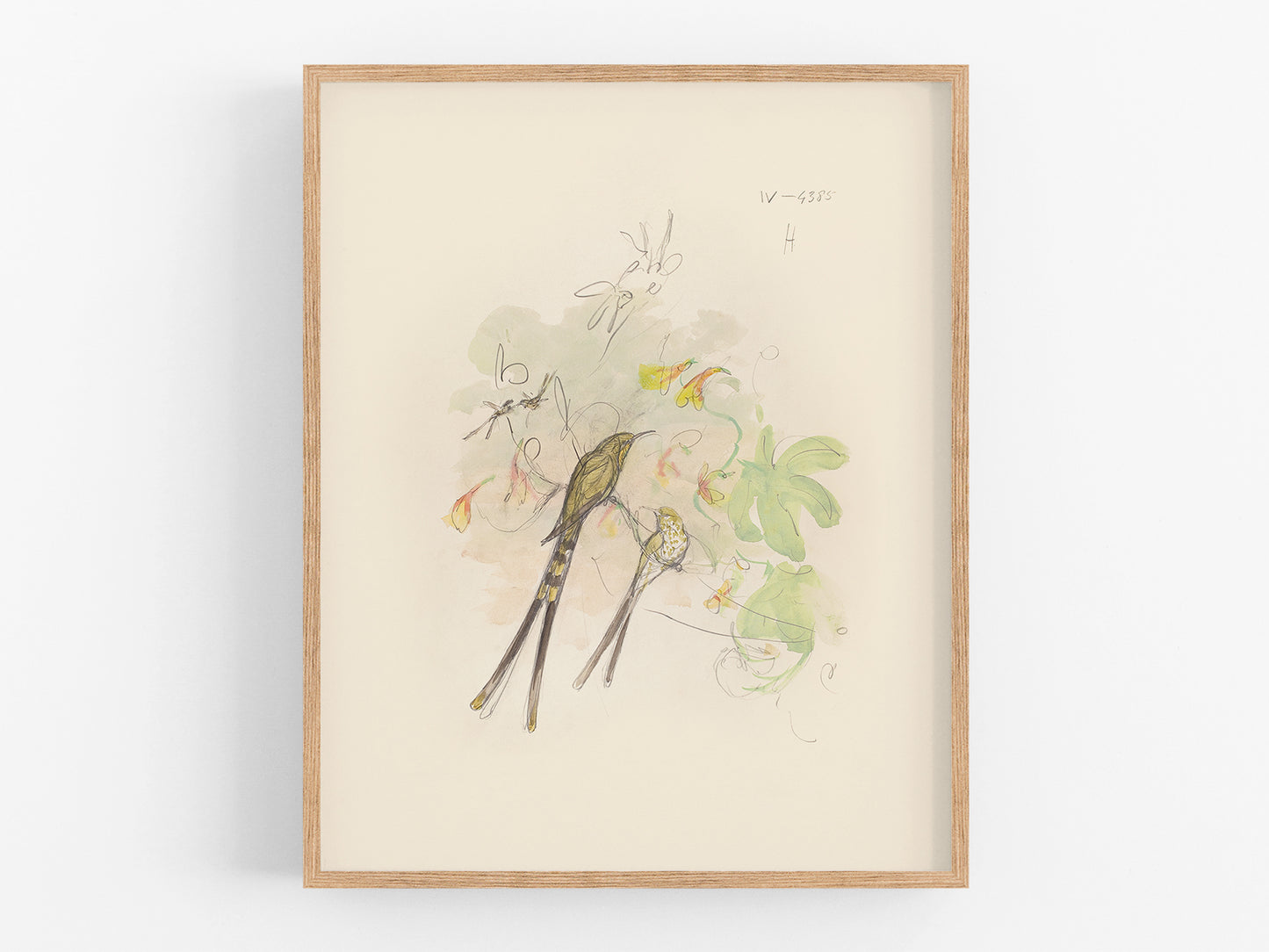 Watercolor Hummingbird Sketch Art Print #2