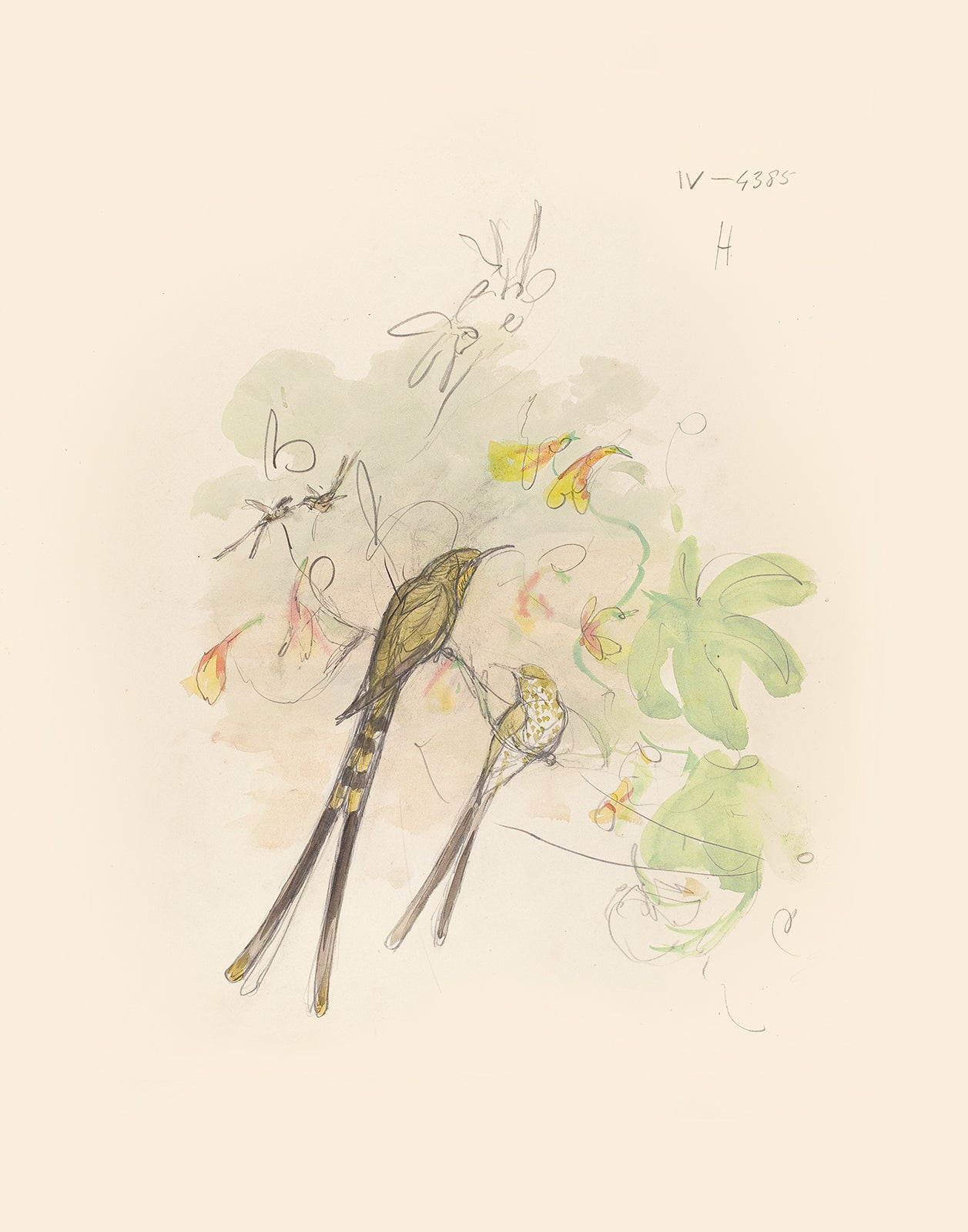 Watercolor Hummingbird Sketch Art Print #2