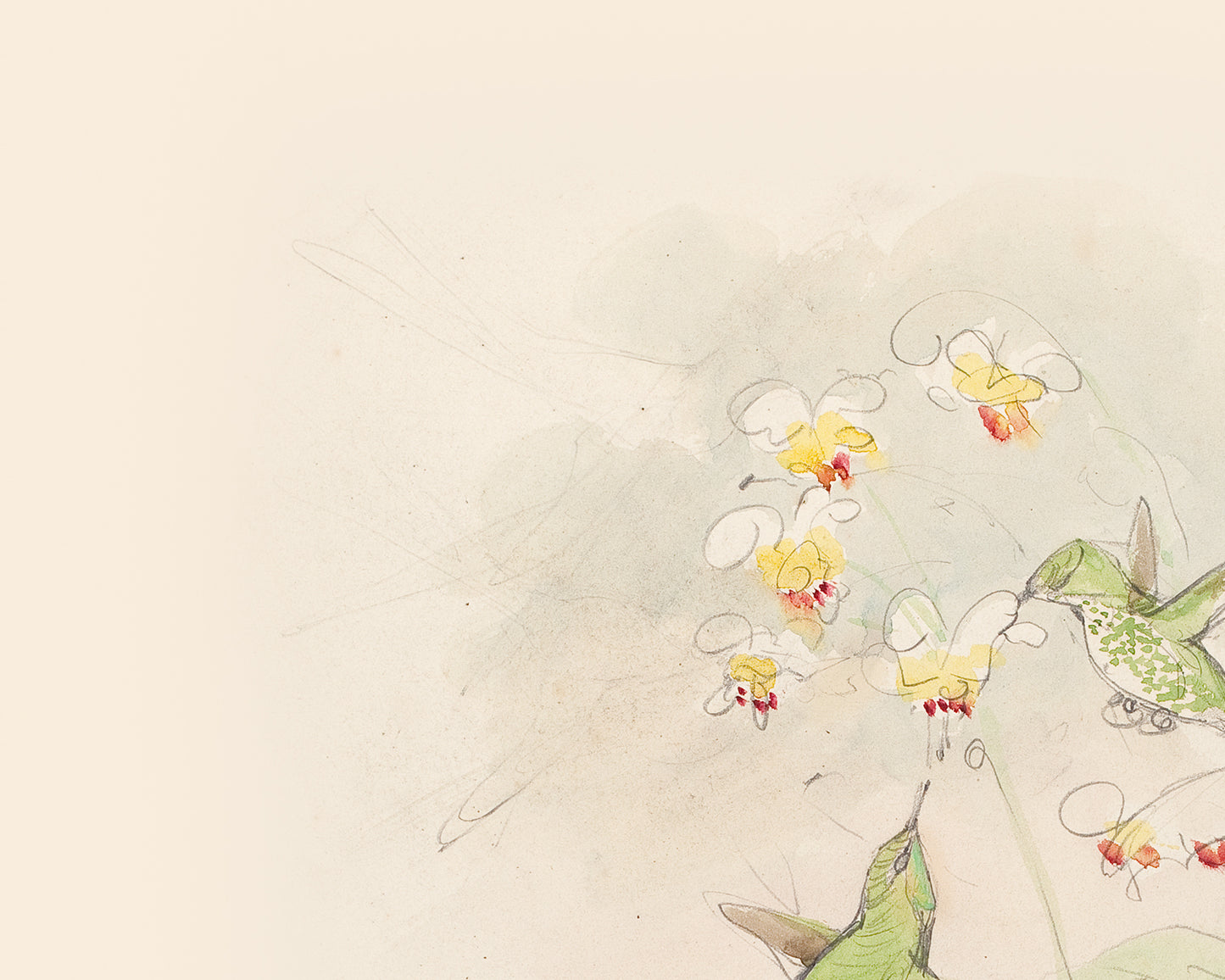 Watercolor Hummingbird Sketch Art Print #1