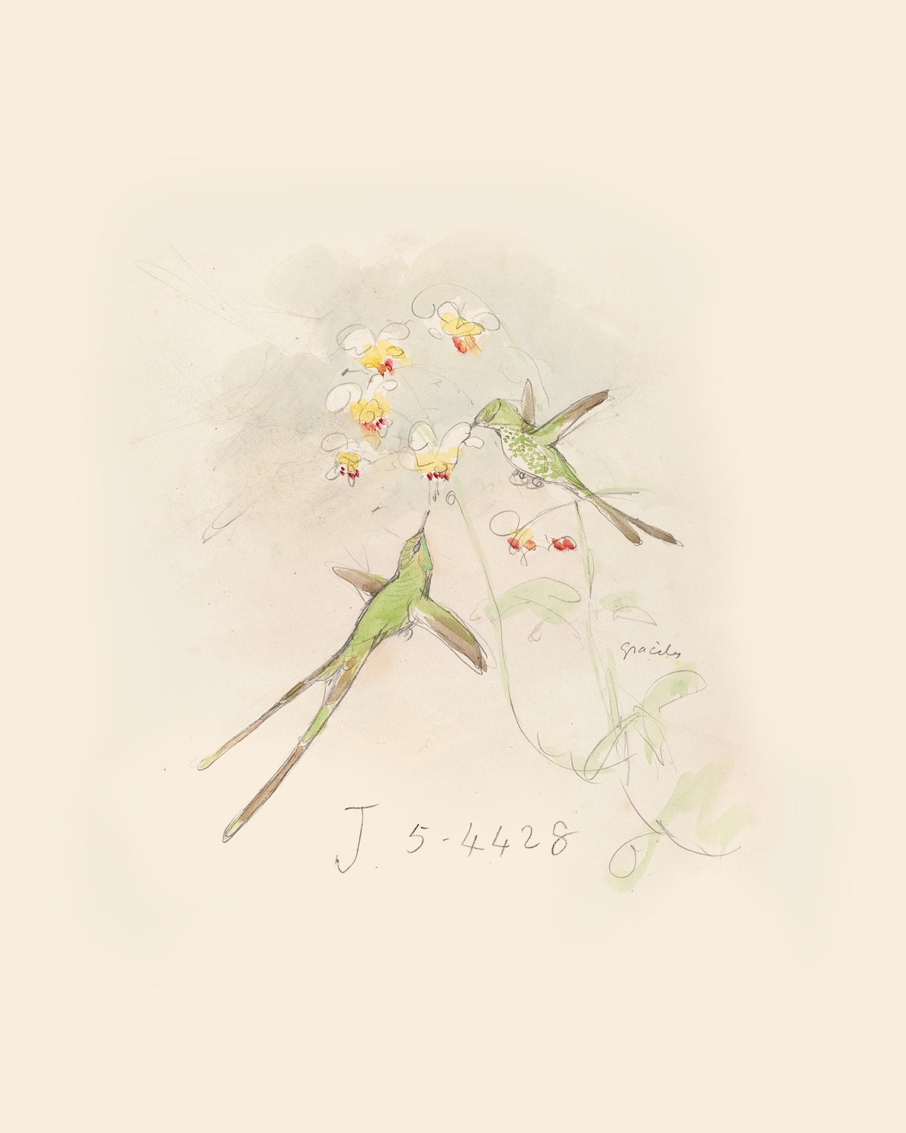 Watercolor Hummingbird Sketch Art Print #1