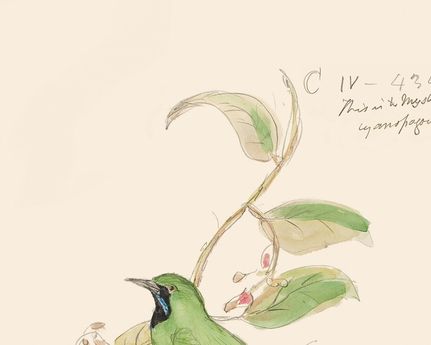 Watercolor Hummingbird Sketch Art Print #3