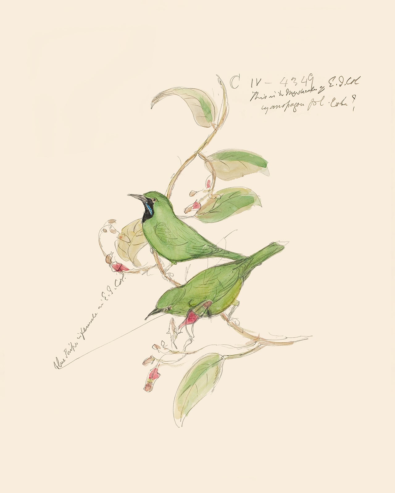 Watercolor Hummingbird Sketch Art Print #3