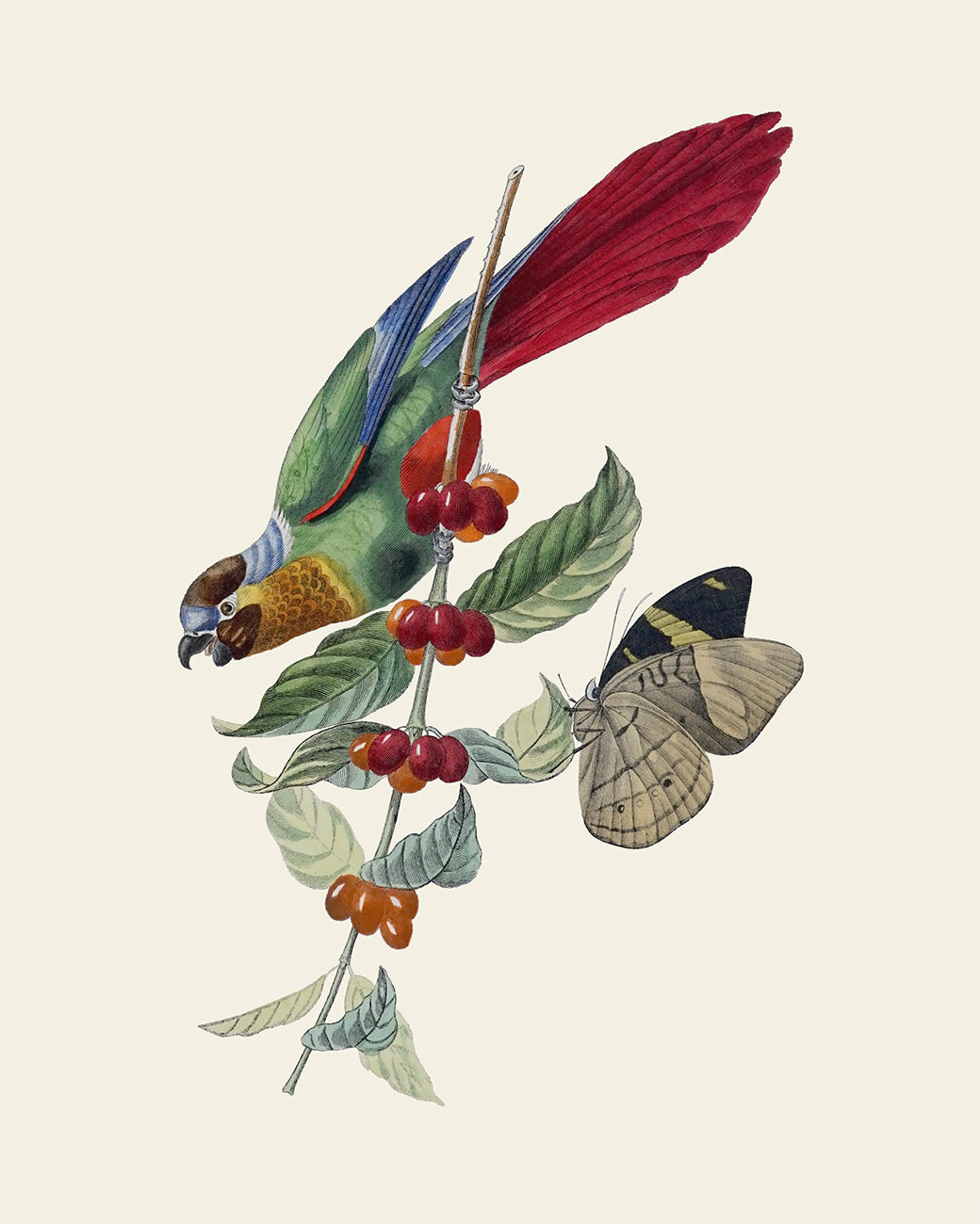 Colorful Tropical Bird Art Prints - Set of Six