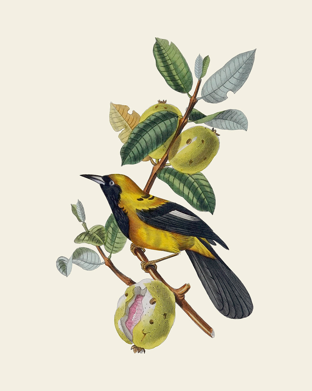 Colorful Tropical Bird Art Prints - Set of Six
