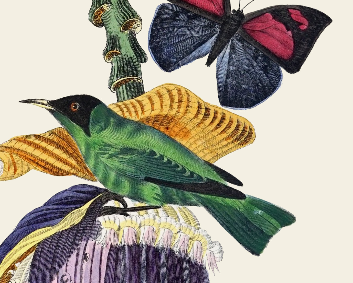 Colorful Tropical Bird Art Prints - Set of Two