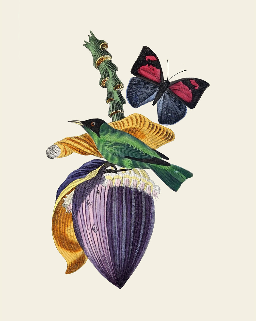 Colorful Tropical Bird Art Prints - Set of Six