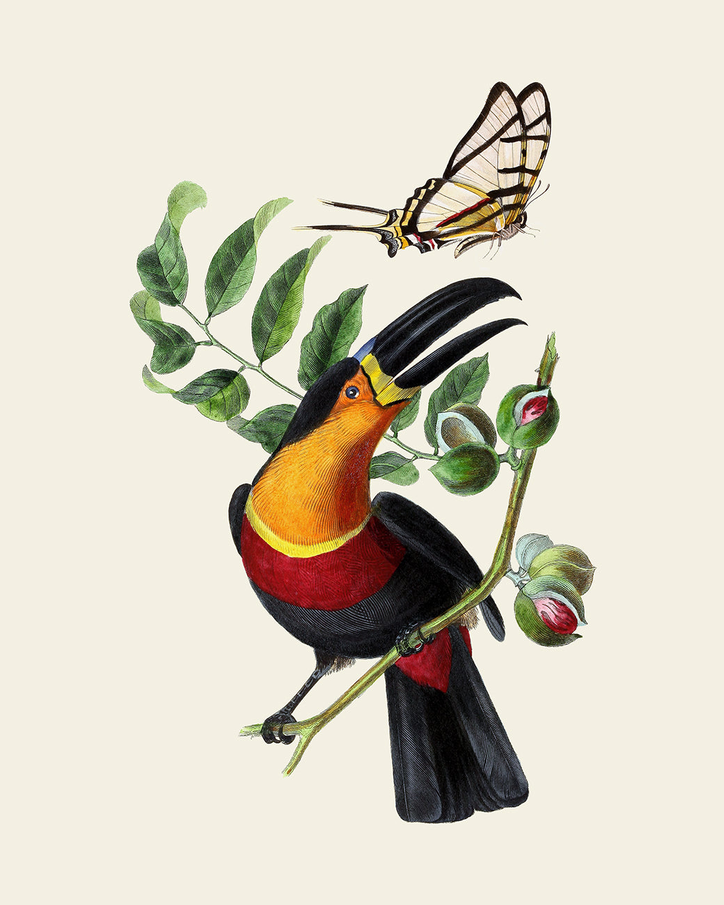 Colorful Tropical Bird Art Prints - Set of Six