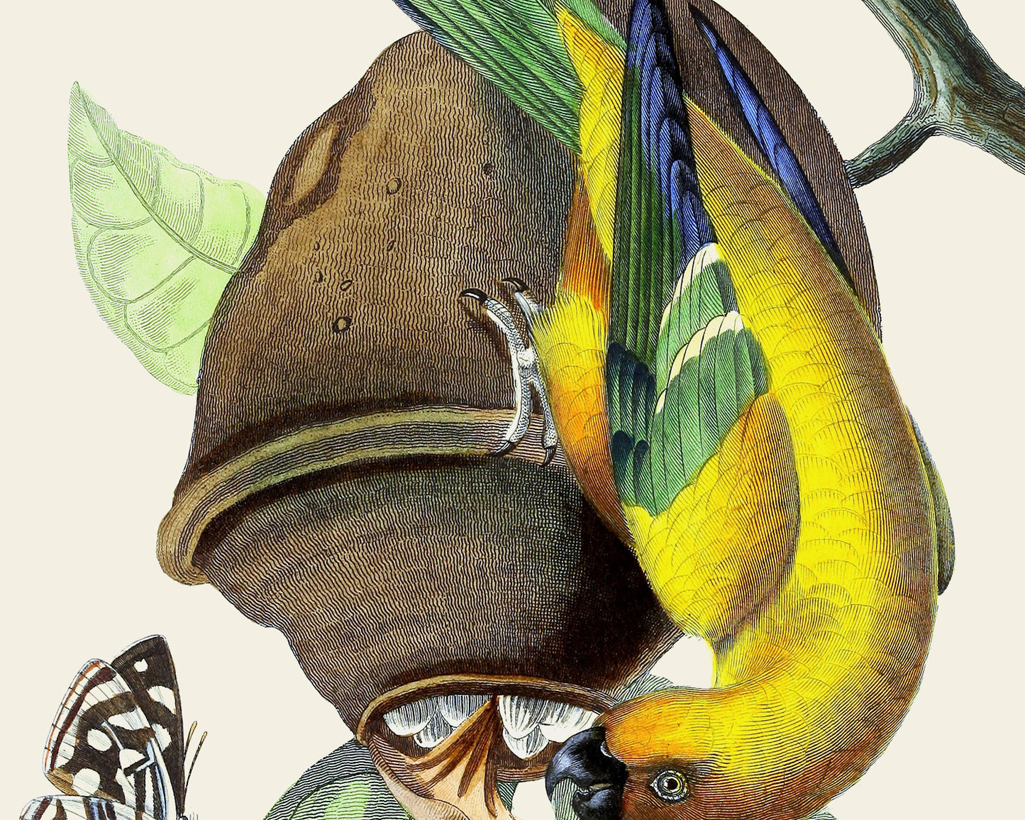 Colorful Tropical Bird Art Prints - Set of Six