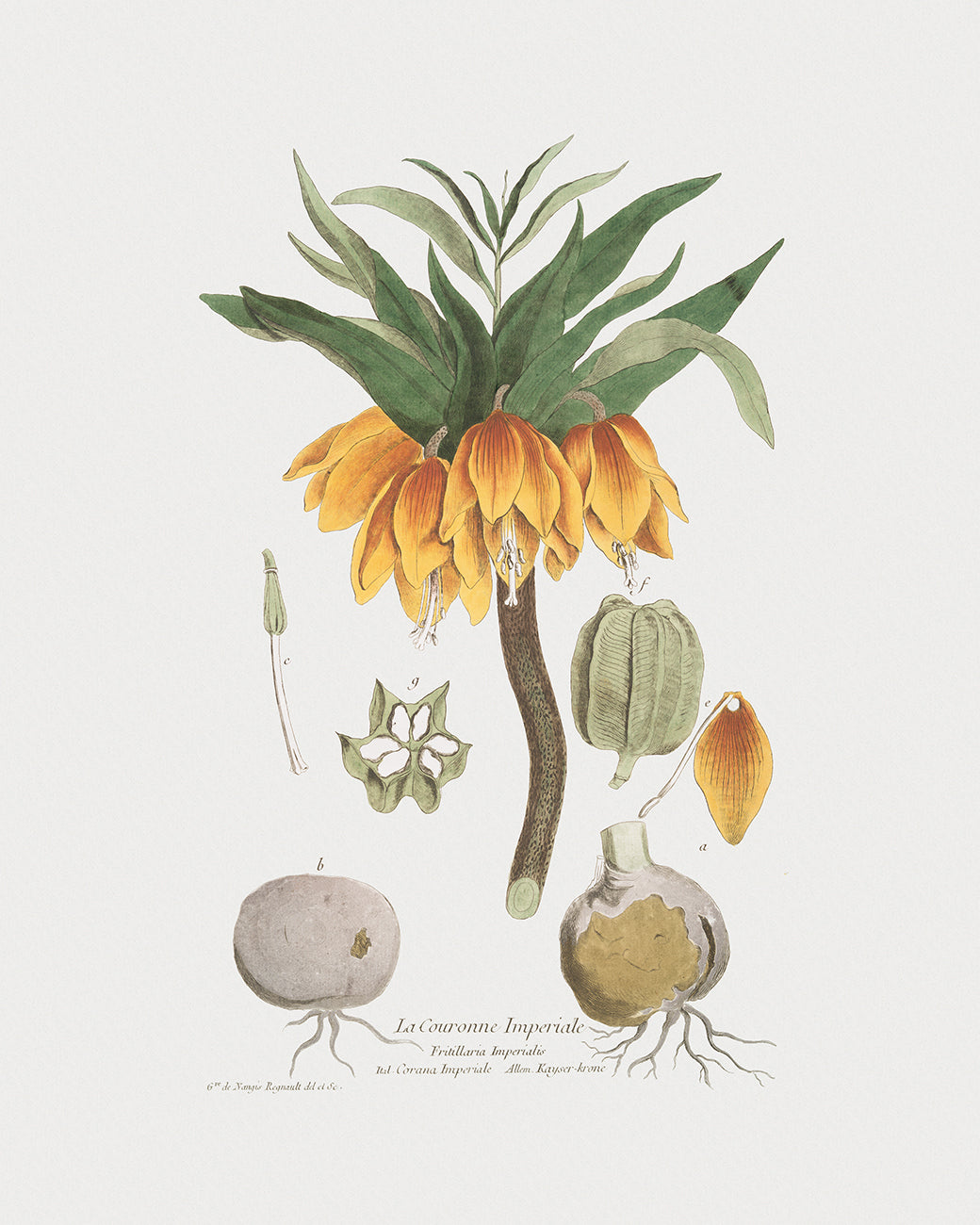 Pineapple and Crown Imperial Botanical Fruit and Flower Art Prints - Set of Two