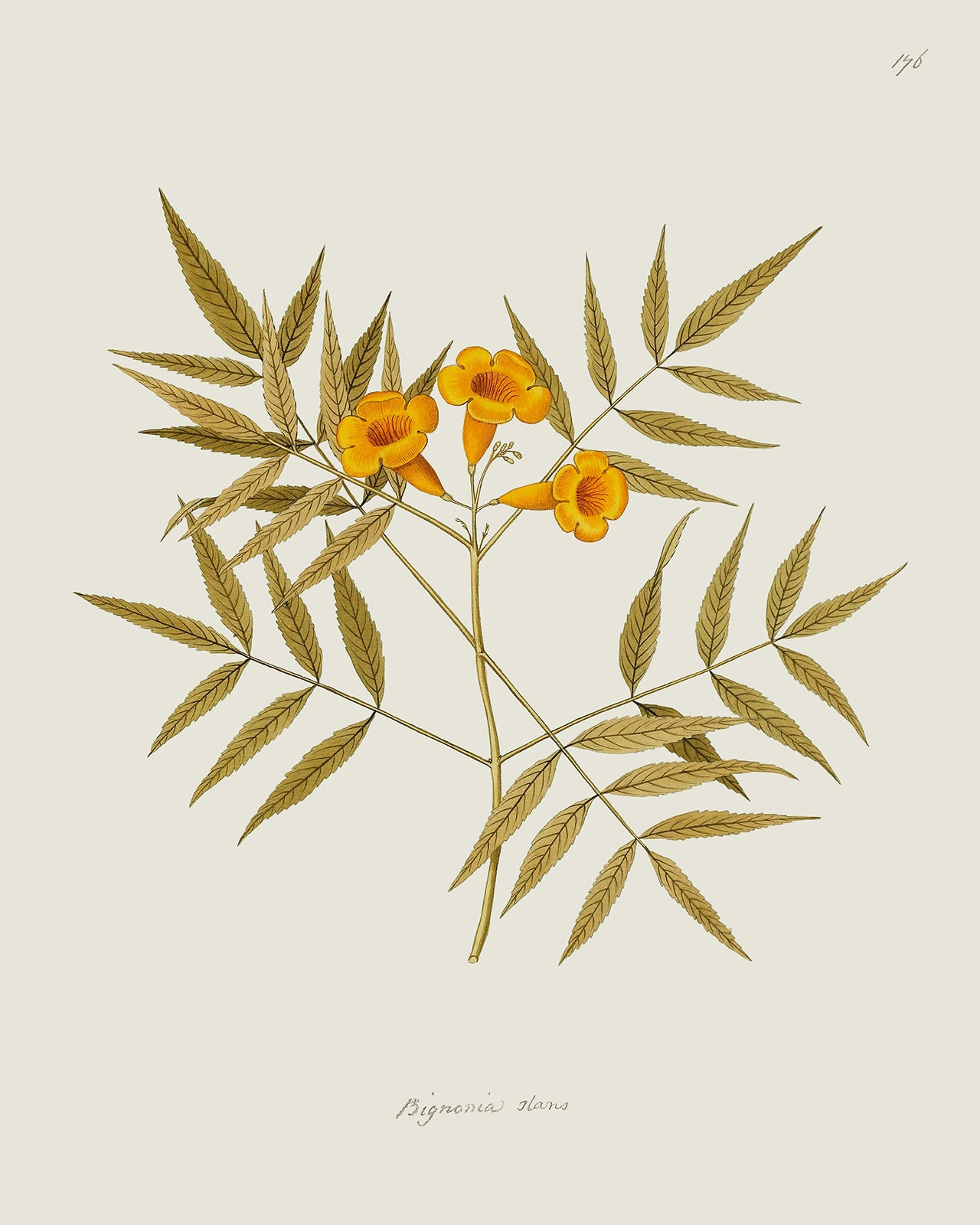 Orange Trumpet Flower Botanical Reproduction Art Print