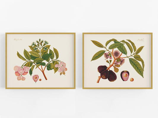 Pink Tropical Sumatra Fruit and Flowers Art Prints - Set of Two