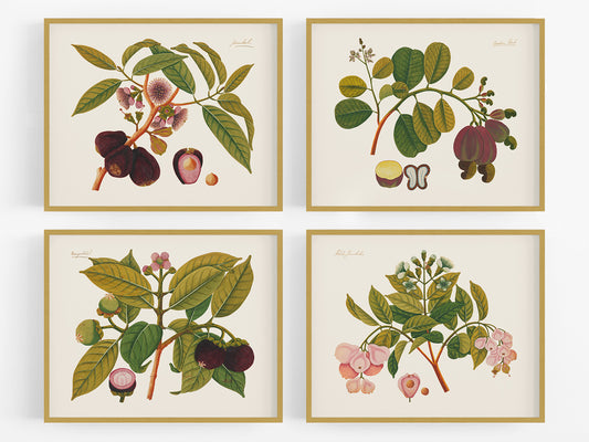 Pink Tropical Sumatra Fruit and Flowers Art Prints - Set of Four