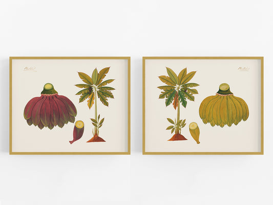 Sumatra Banana Tree Art Prints - Set of Two