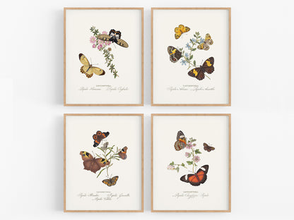 Butterflies of Asia Art Prints, Set #1 - Set of Four