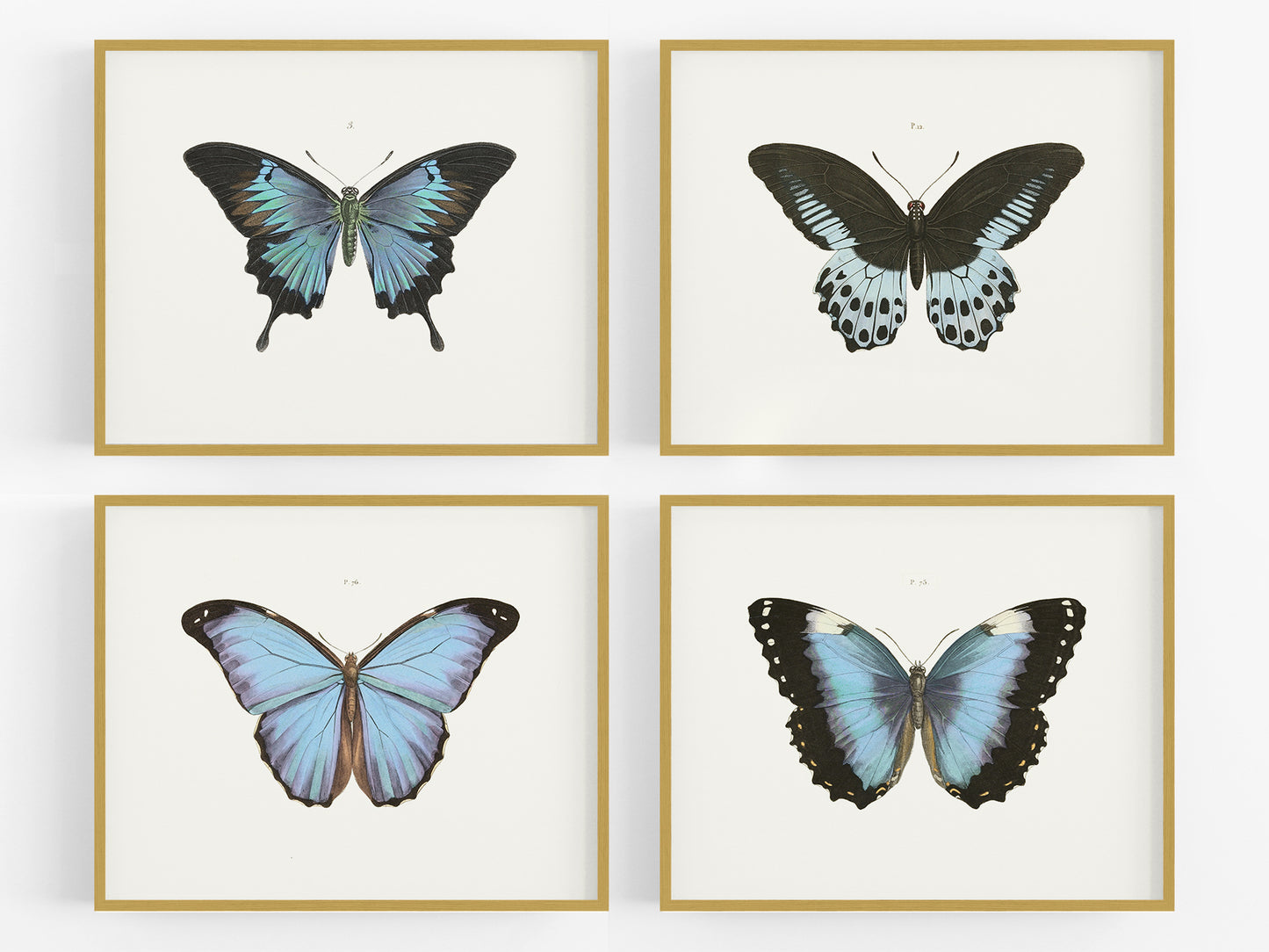 Butterfly Botanical Art Prints - Set of Four