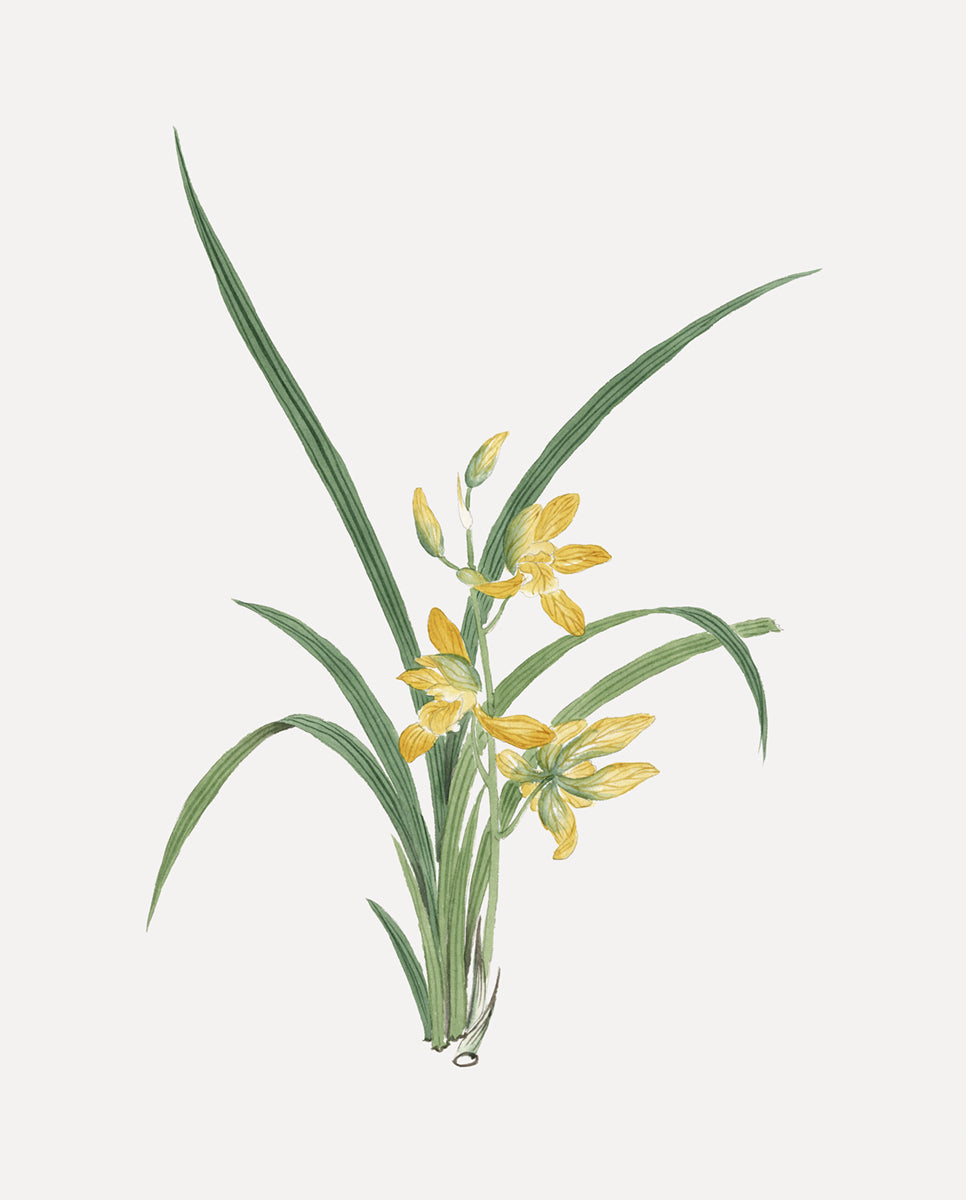 Yellow Watercolor Orchid Botanical Flower Art Print