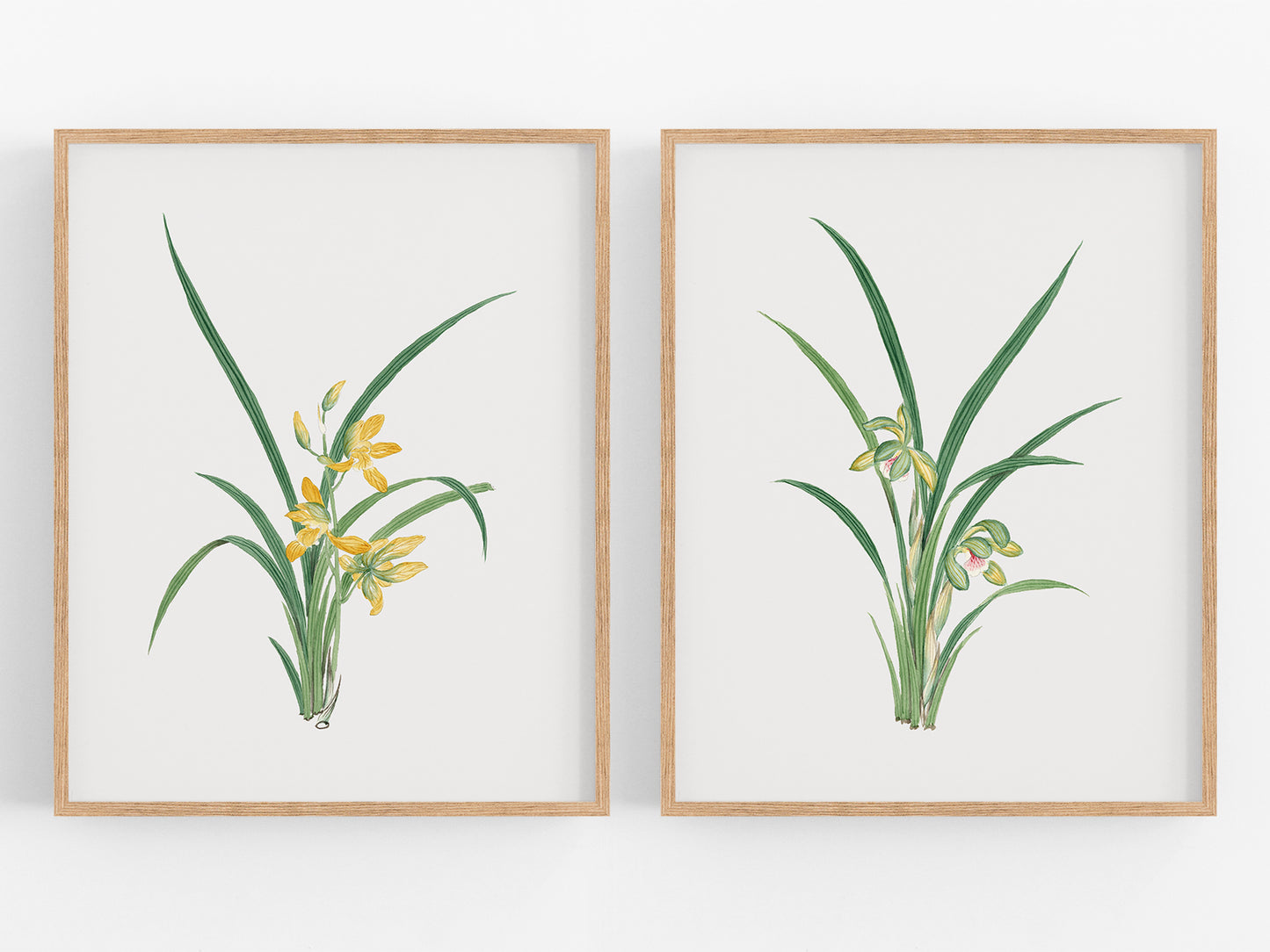 Watercolor Orchid Botanical Flower Art Prints - Set of Two