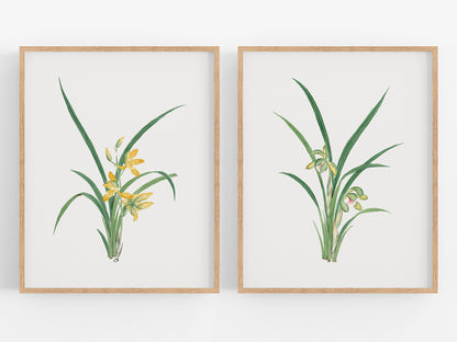 Watercolor Orchid Botanical Flower Art Prints - Set of Two