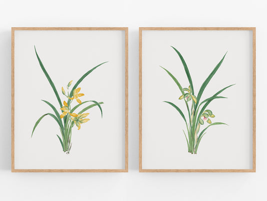 Watercolor Orchid Botanical Flower Art Prints - Set of Two