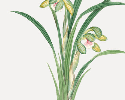Green Watercolor Orchid Botanical Flower Art Print