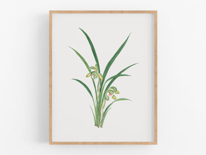 Green Watercolor Orchid Botanical Flower Art Print