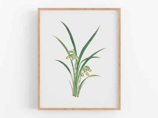 Green Watercolor Orchid Botanical Flower Art Print