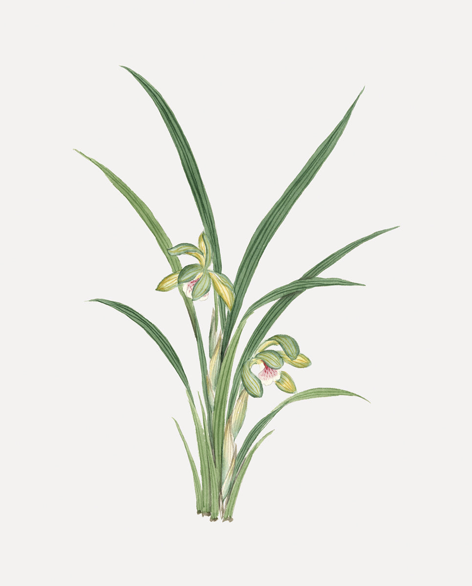 Green Watercolor Orchid Botanical Flower Art Print