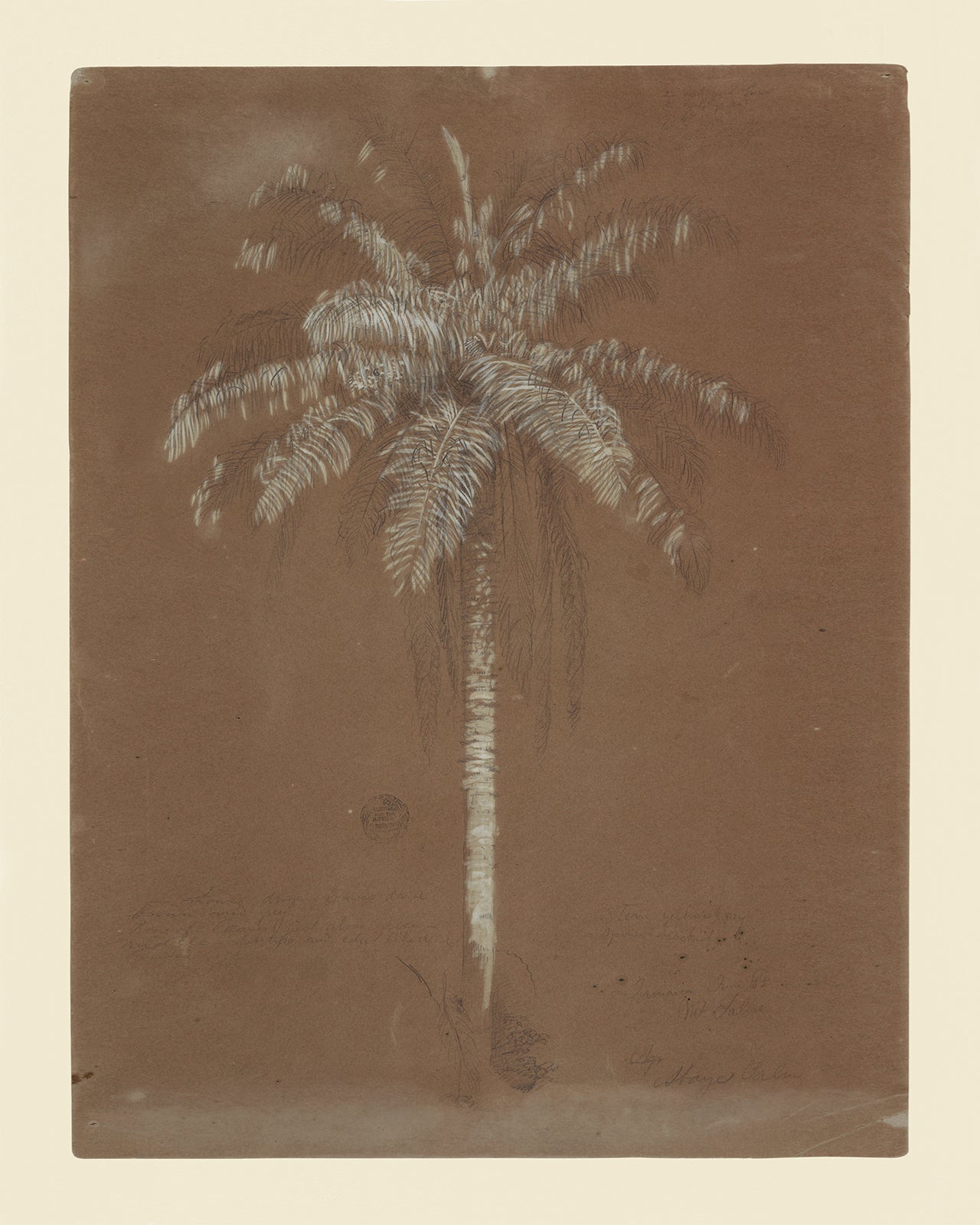 Tropical Palm Tree Sketch Art Print
