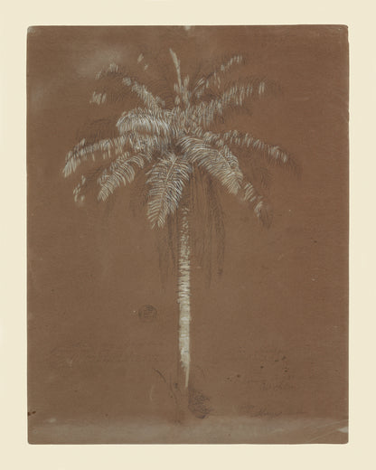 Tropical Palm Tree Sketch Art Print