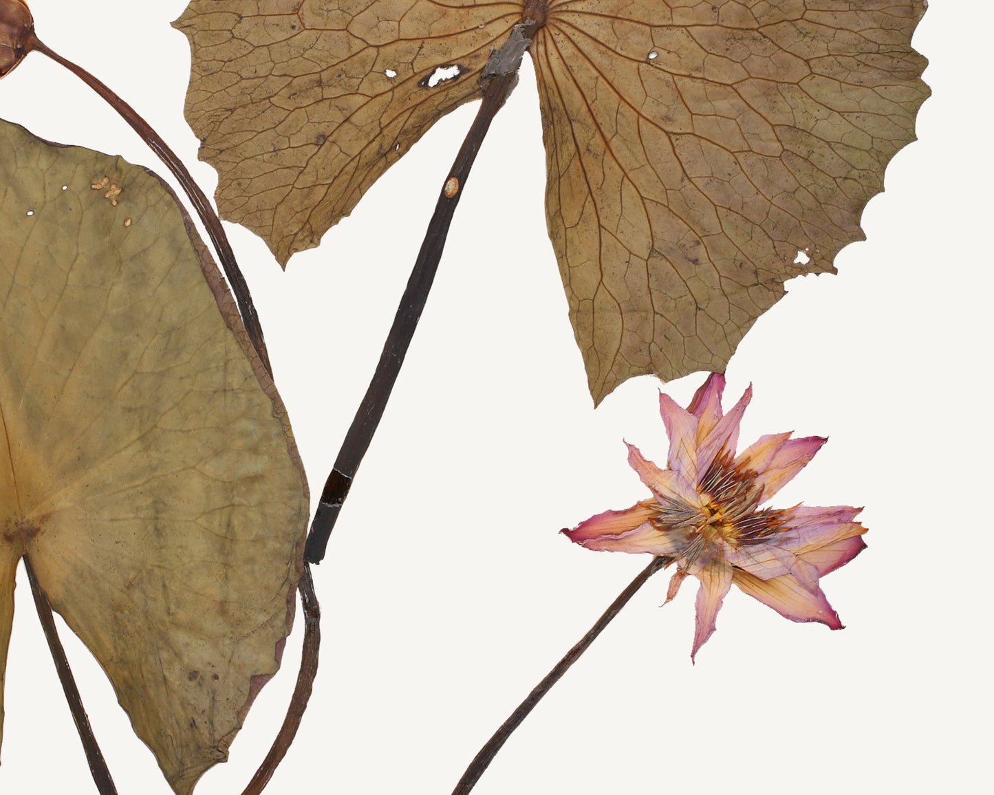 Pressed Water Lily Tropical Decor Art Prints - Set of Four