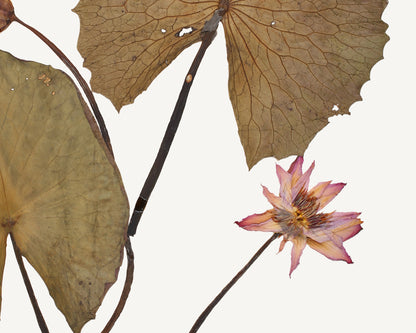 Pressed Water Lily Tropical Decor Art Prints - Set of Four