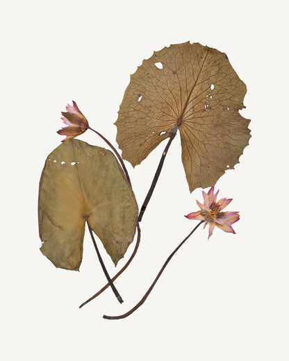 Pressed Water Lily Tropical Decor Art Prints - Set of Four
