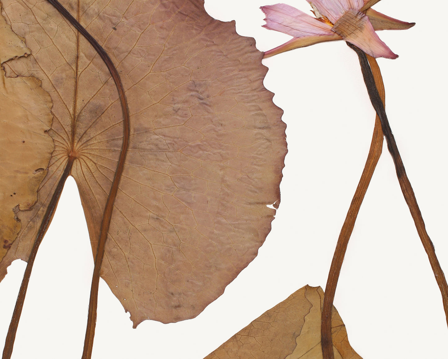 Pressed Water Lily Tropical Decor Art Prints - Set of Four