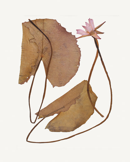 Pressed Water Lily Tropical Decor Art Prints - Set of Four