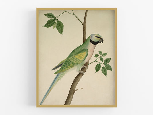 Green Parrot Art Print