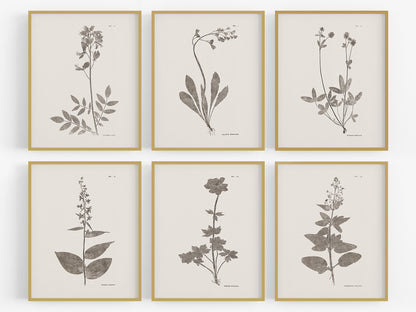 Flower & Leaf Rubbings, Botanical Art Prints - Set of Six