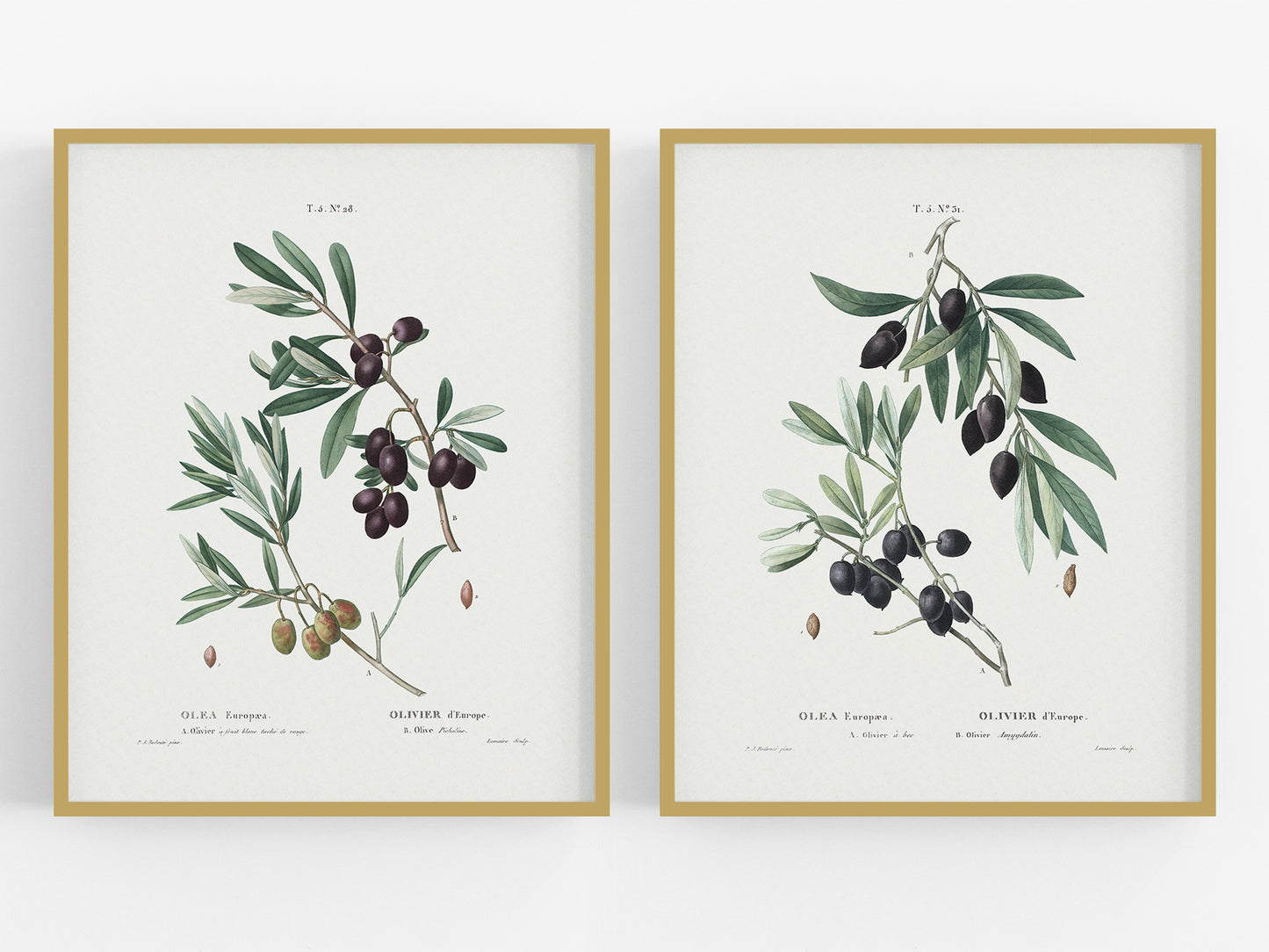 Olive Branch Botanical Art Prints - Set of Two