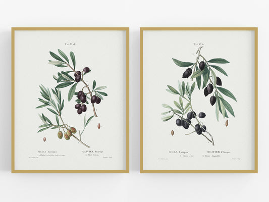 Olive Branch Botanical Art Prints - Set of Two