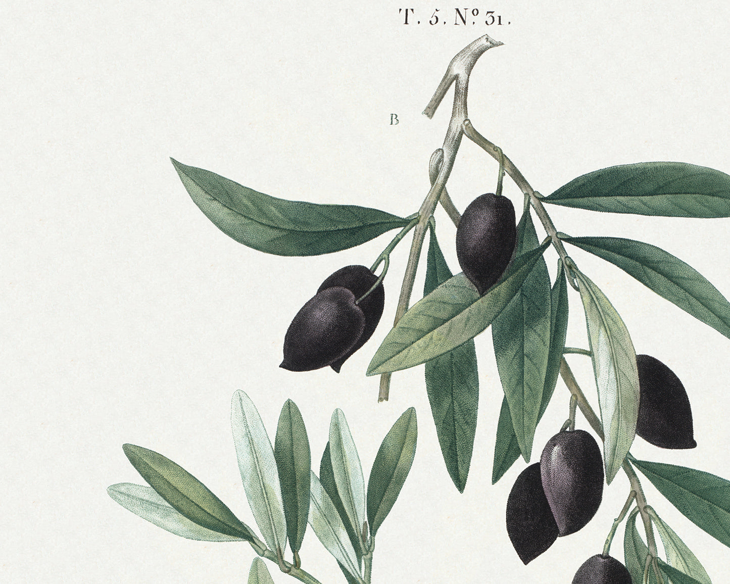 Olive Branch Botanical Art Prints - Set of Two