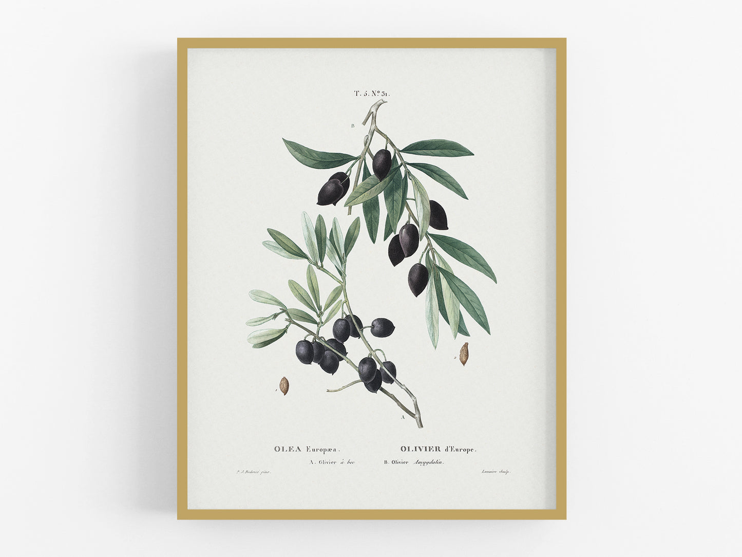 Olive Branch Botanical Art Print #31