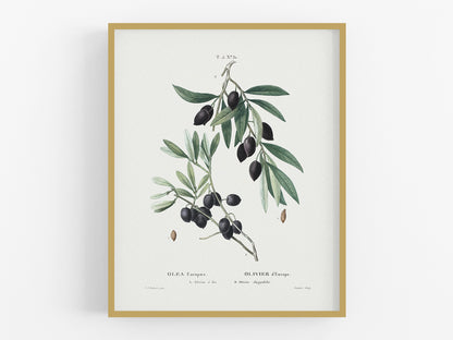 Olive Branch Botanical Art Print #31