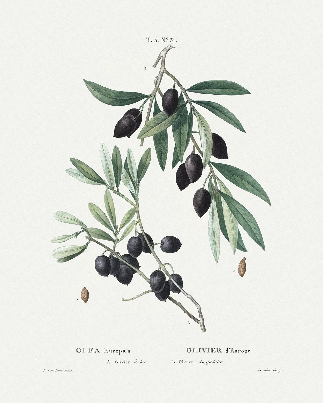 Olive Branch Botanical Art Prints - Set of Two