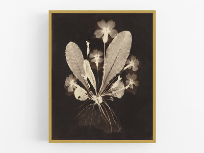 Botanical Flower Photogram Art Print #2