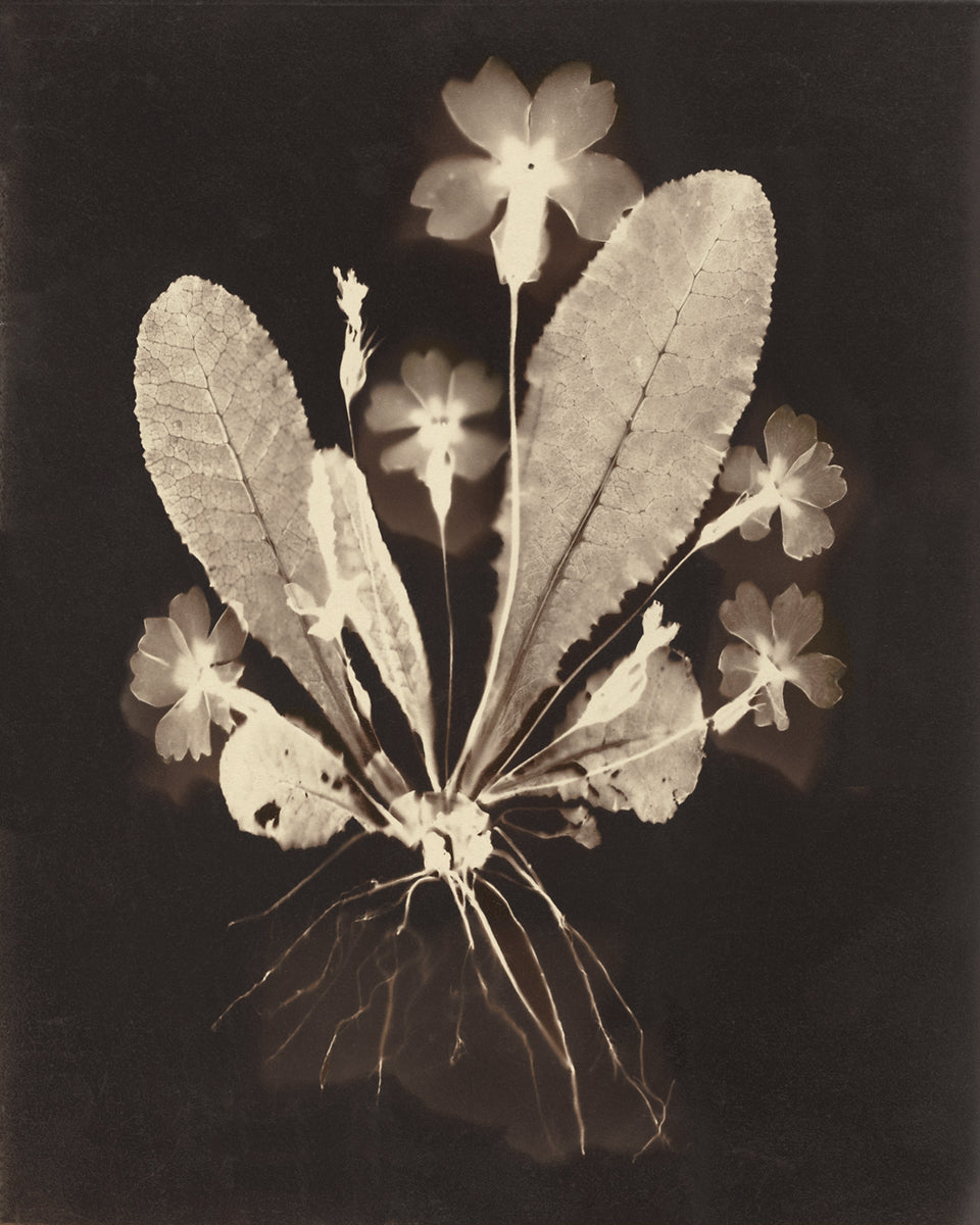 Botanical Flower Photogram Art Print #2