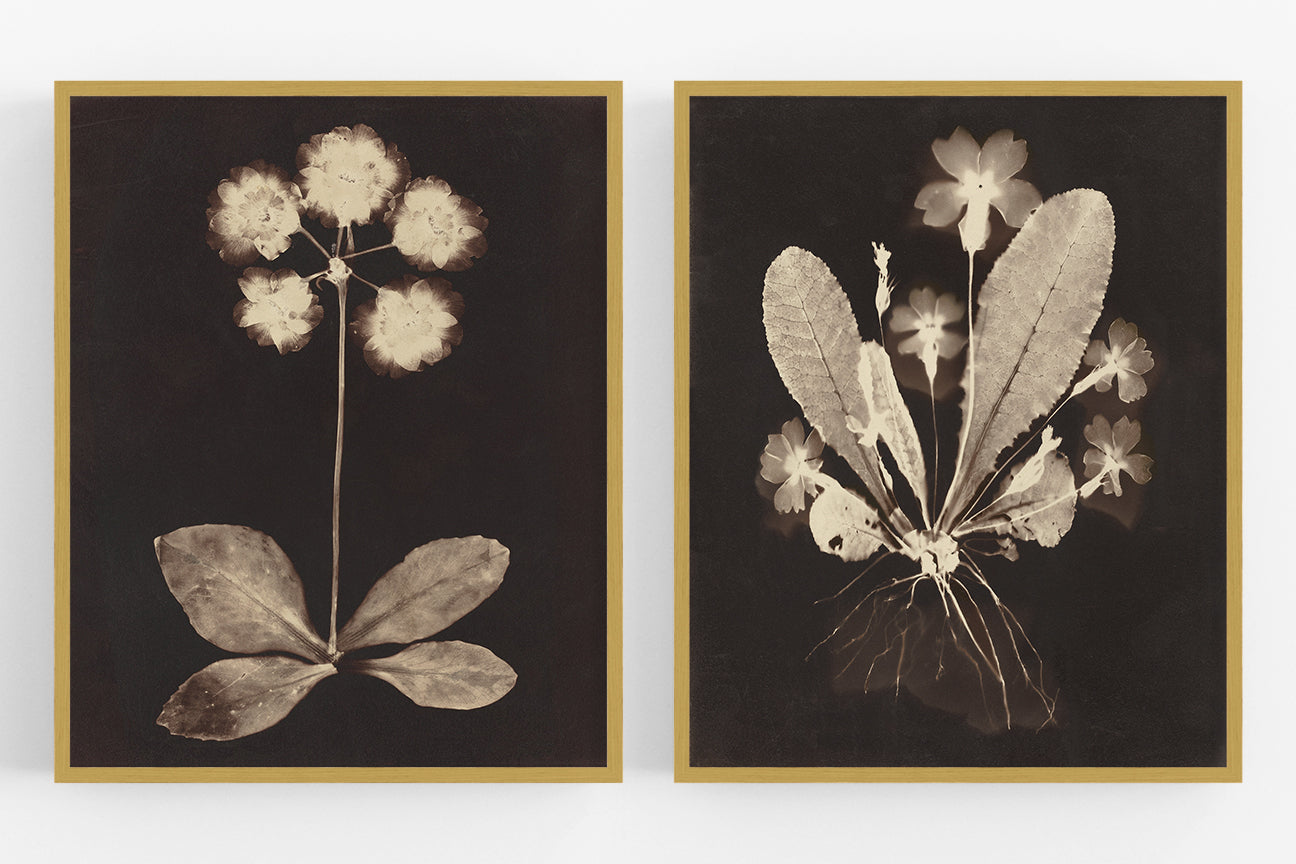 Botanical Flower Photogram Art Print - Set of Two