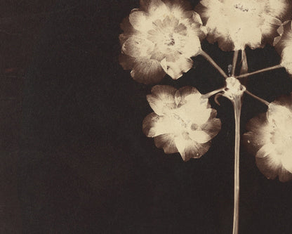 Botanical Flower Photogram Art Print #1