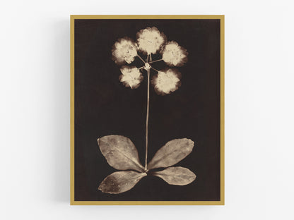 Botanical Flower Photogram Art Print #1