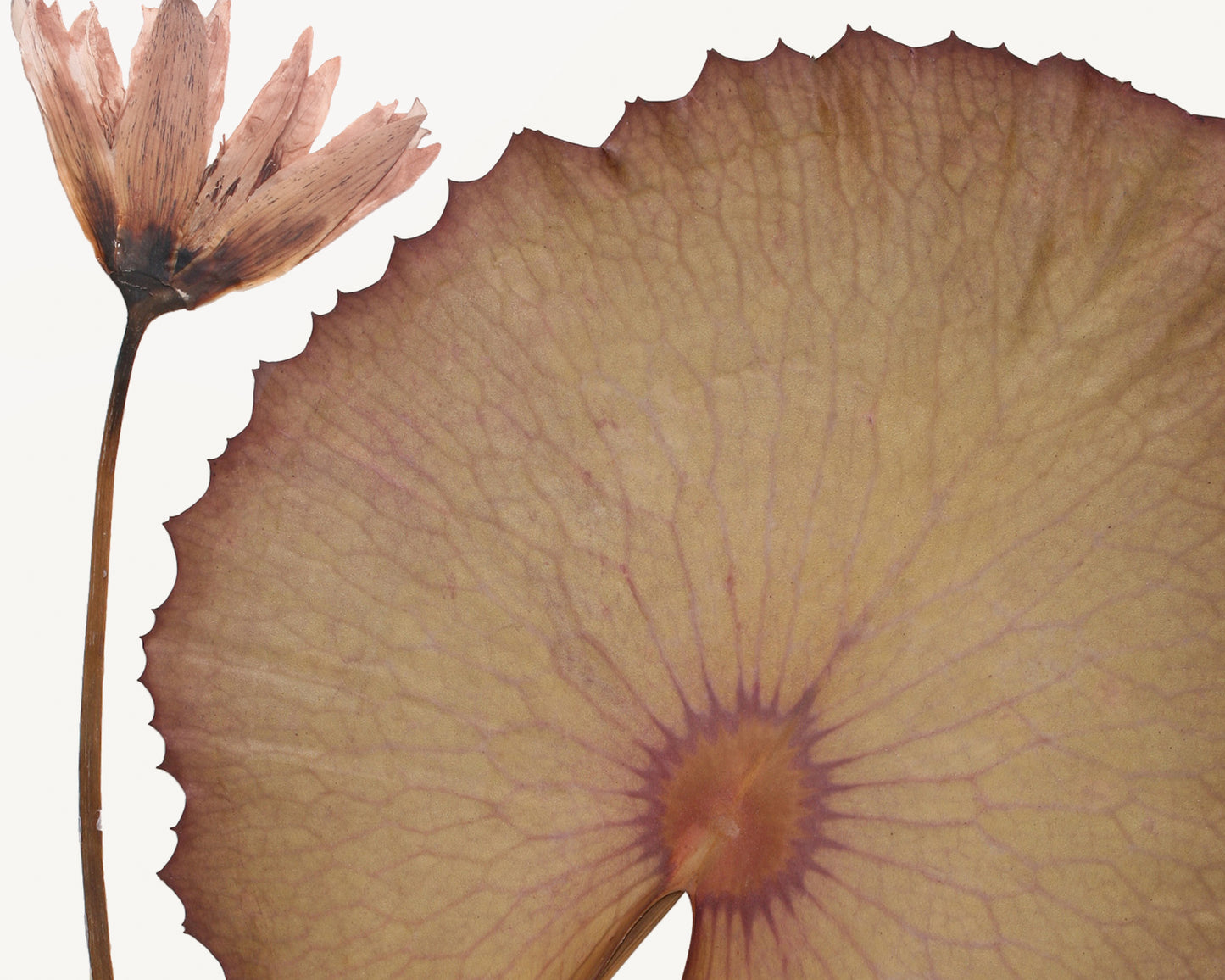 Pressed Water Lily Tropical Decor Art Prints - Set of Four