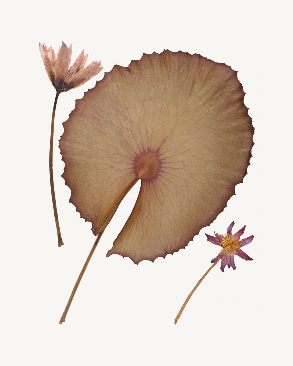 pressed lily flower Pressed Water Lily Tropical Decor Art Prints